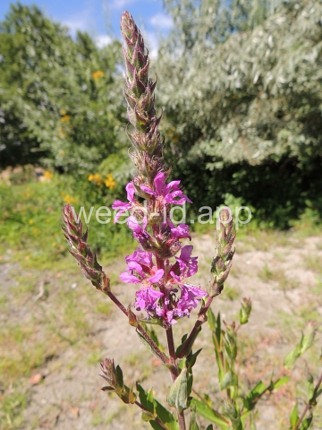 loosestrife, purple
